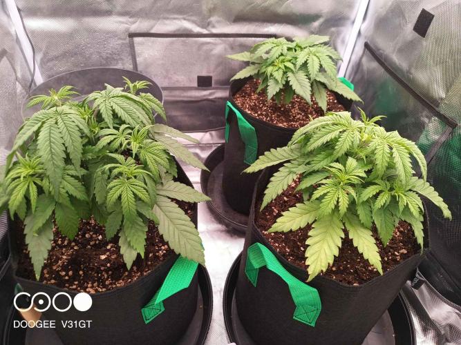 Caramelo Early Version. Week 3