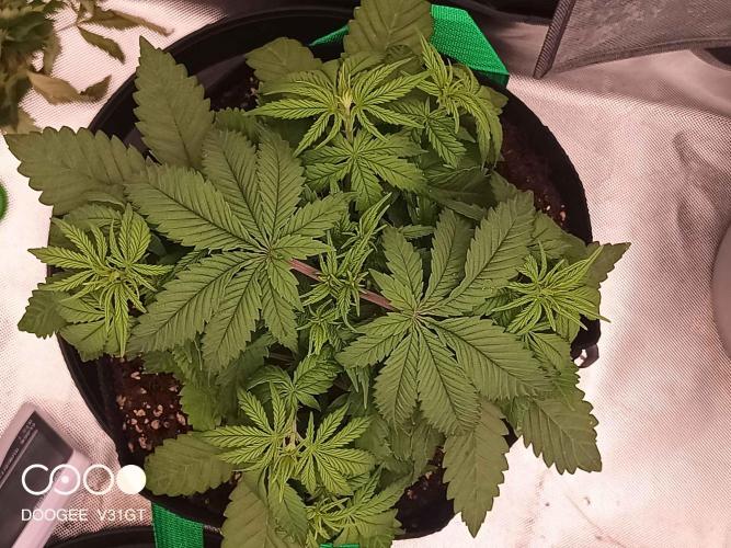 Caramelo Early Version. Week 4