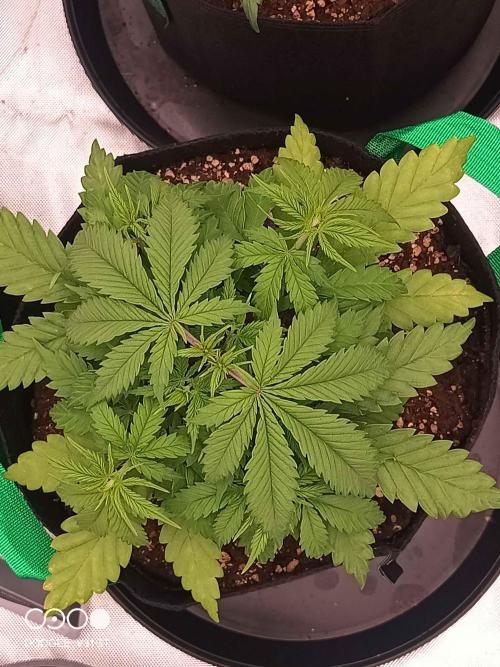 Caramelo Early Version. Week 4