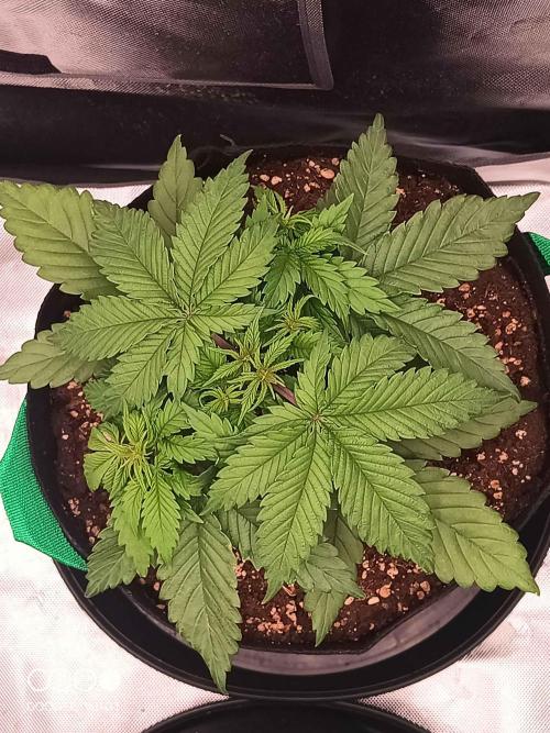 Caramelo Early Version. Week 4