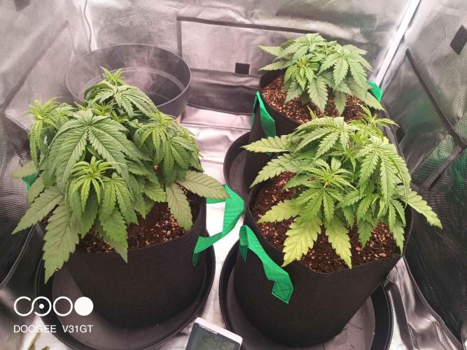 Caramelo Early Version. Week 4