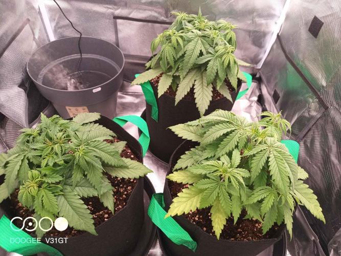 Caramelo Early Version. Week 4