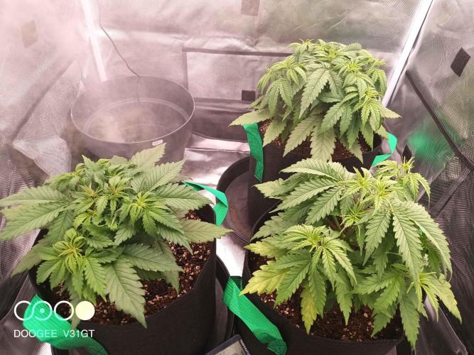 Caramelo Early Version. Week 4