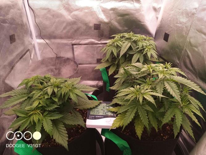 Caramelo Early Version. Week 4