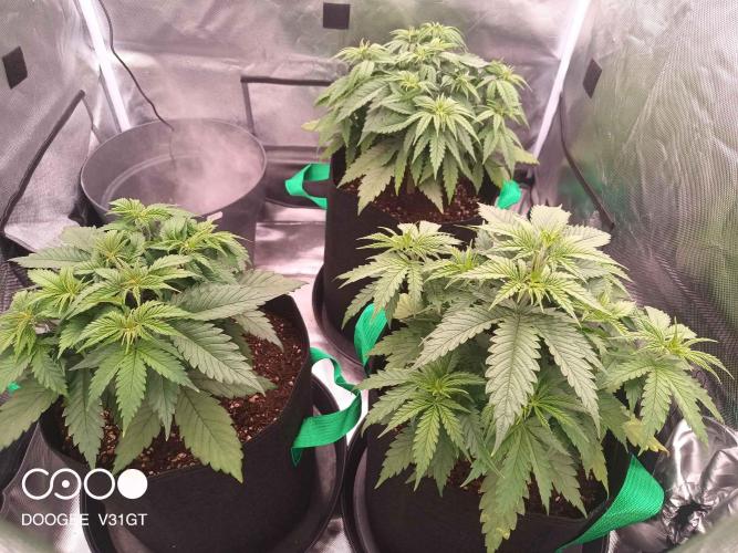 Caramelo Early Version. Week 4