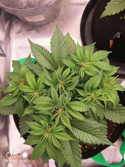 Caramelo Early Version. Week 4