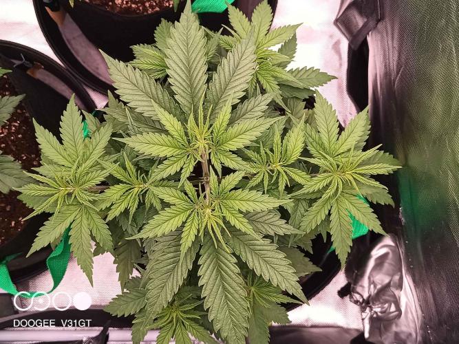 Caramelo Early Version. Week 4