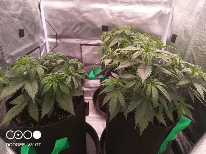 Caramelo Early Version. Week 5