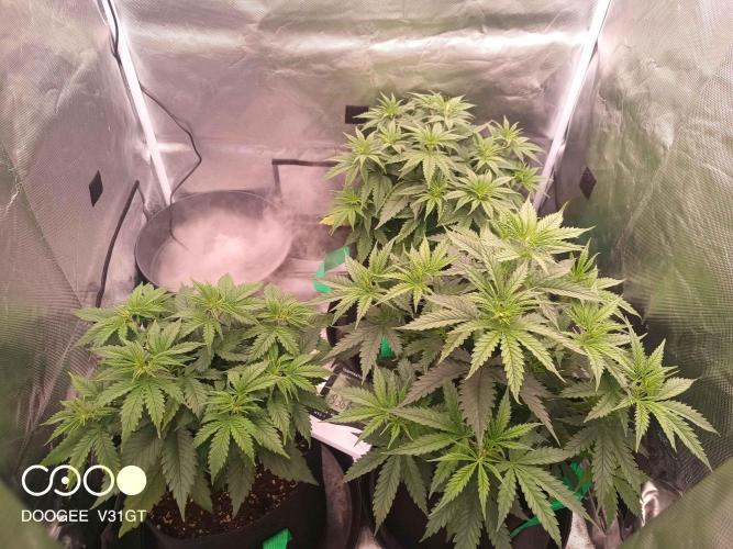 Caramelo Early Version. Week 5