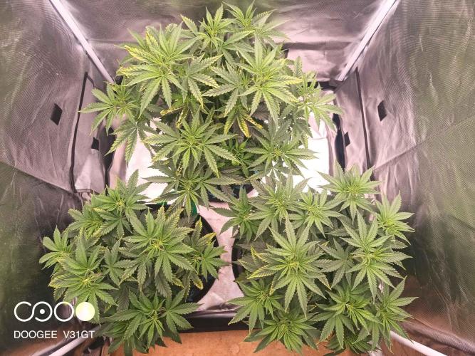 Caramelo Early Version. Week 5