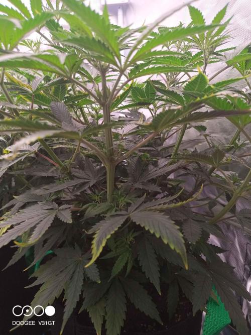 Caramelo Early Version. Week 6