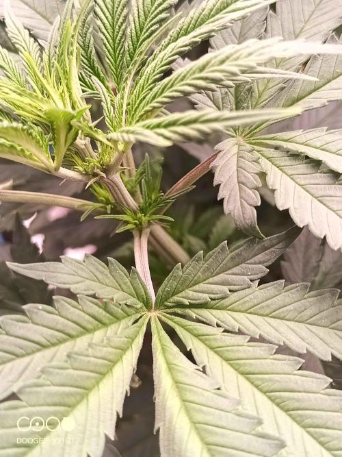 Caramelo Early Version. Week 6