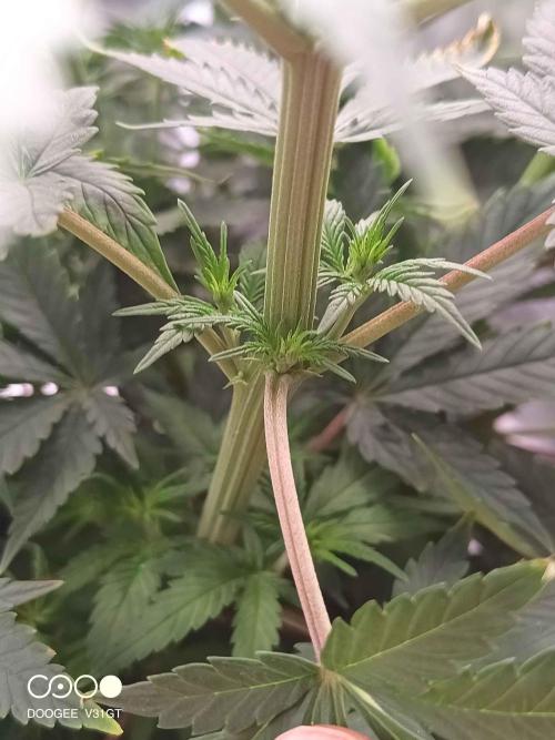 Caramelo Early Version. Week 6