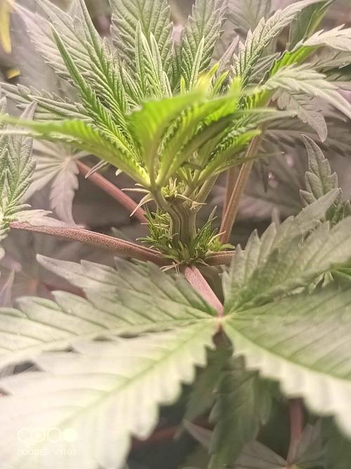 Caramelo Early Version. Week 6