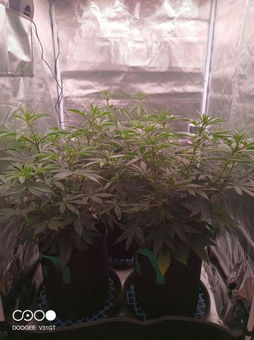 Caramelo Early Version. Week 6