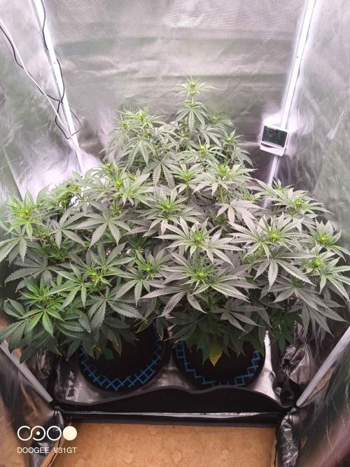 Caramelo Early Version. Week 6