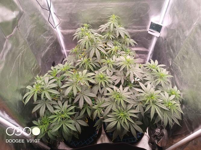 Caramelo Early Version. Week 6