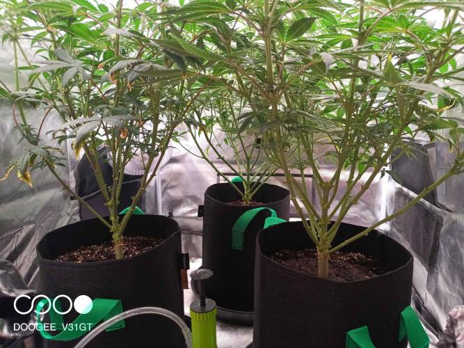 Caramelo Early Version. Week 7