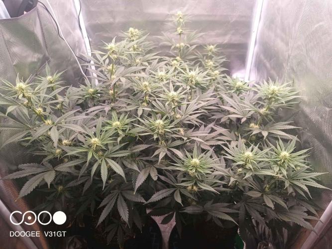 Caramelo Early Version. Week 7