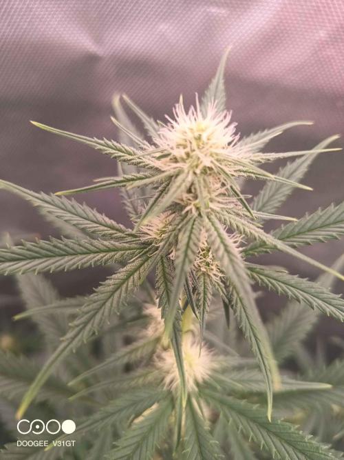 Caramelo Early Version. Week 7