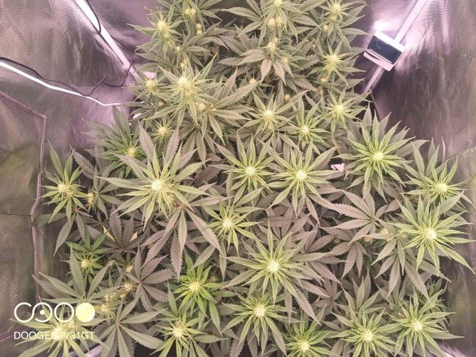 Caramelo Early Version. Week 7