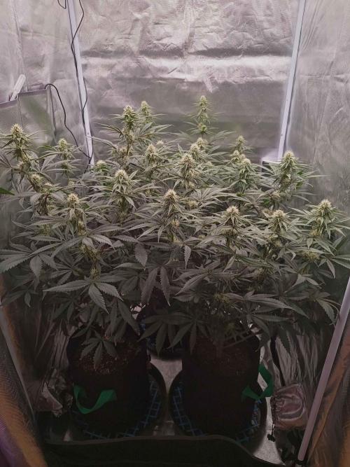 Caramelo Early Version. Week 8