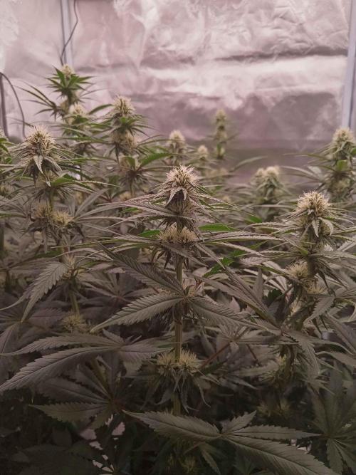 Caramelo Early Version. Week 8