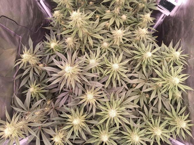 Caramelo Early Version. Week 8