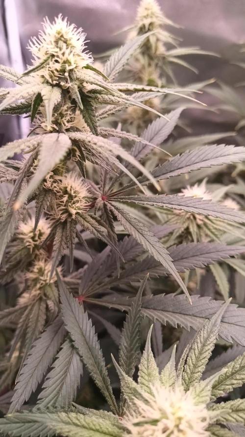 Caramelo Early Version