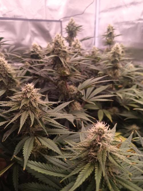 Caramelo Early Version. Week 9