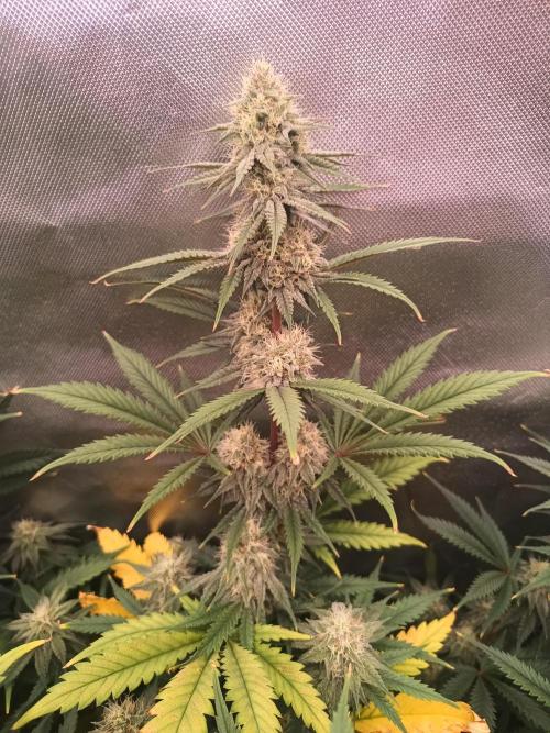 Caramelo Early Version. Week 9