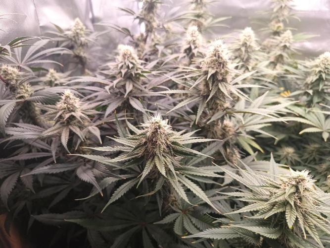 Caramelo Early Version. Week 9