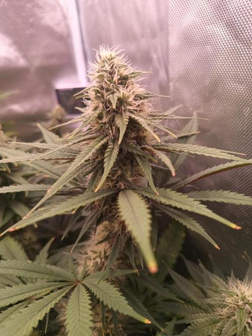 Caramelo Early Version. Week 9