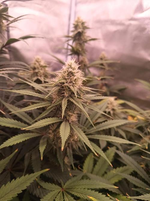 Caramelo Early Version. Week 9