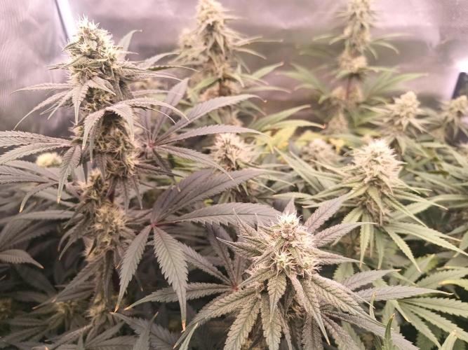 Caramelo Early Version. Week 9