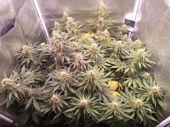 Caramelo Early Version. Week 9