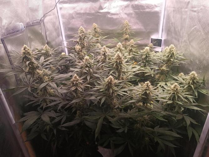 Caramelo Early Version. Week 9