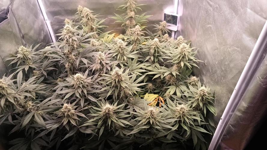 Caramelo Early Version