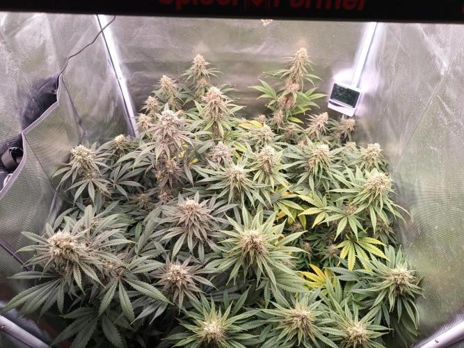 Caramelo Early Version. Week 10