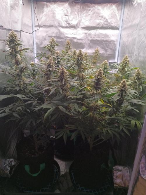 Caramelo Early Version. Week 10