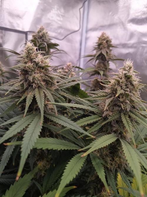 Caramelo Early Version. Week 10