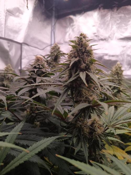 Caramelo Early Version. Week 10