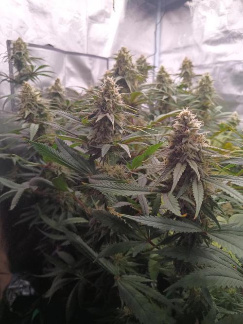 Caramelo Early Version. Week 10