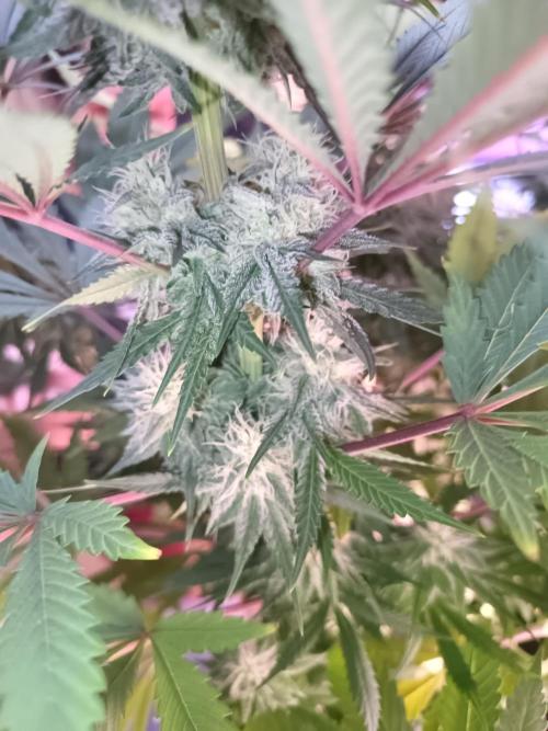 Caramelo Early Version. Week 10