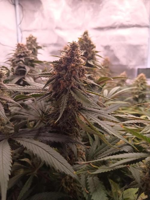 Caramelo Early Version. Week 11