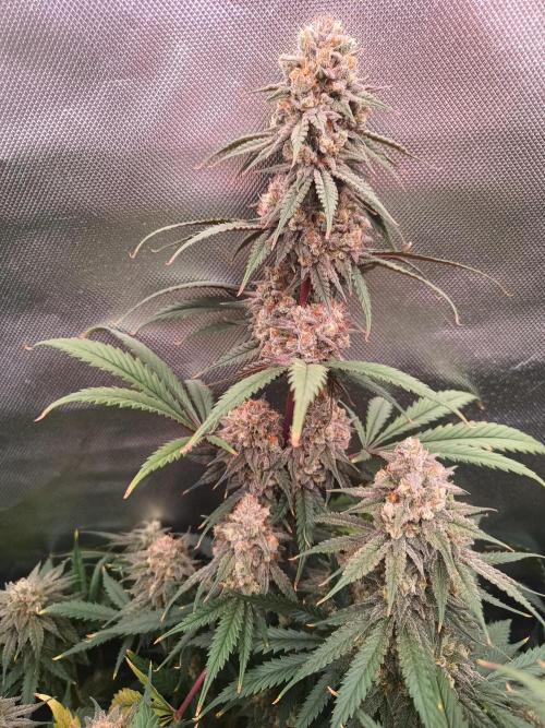 Caramelo Early Version. Week 11