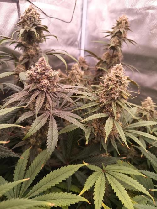 Caramelo Early Version. Week 11