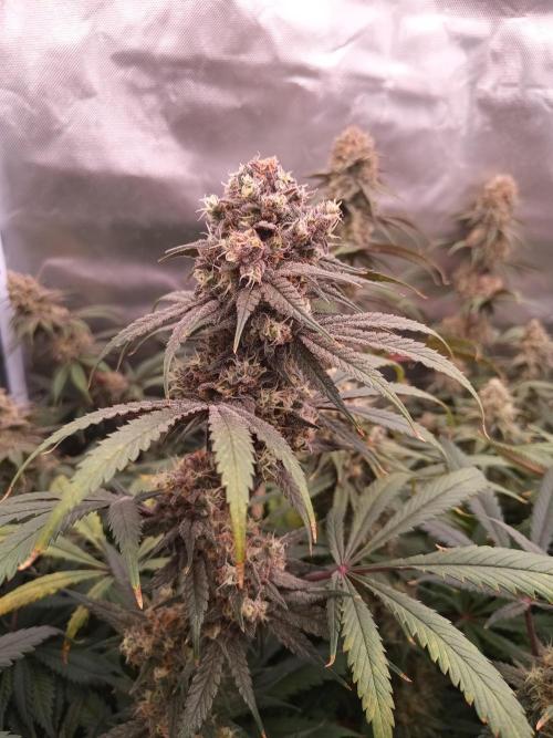 Caramelo Early Version. Week 11