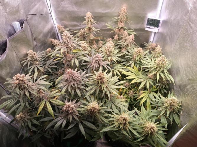 Caramelo Early Version. Week 11