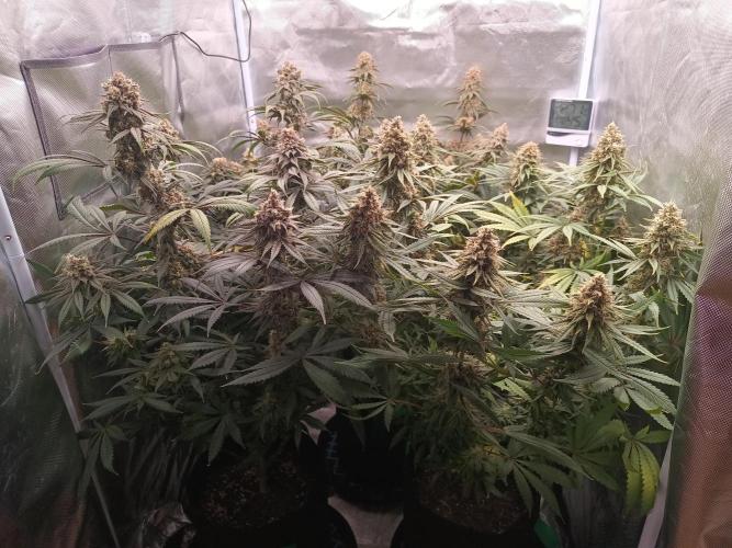 Caramelo Early Version. Week 11